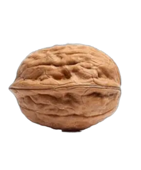 Ceviz